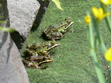 Der Natur auf der Spur